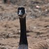 Staten Island Joins In On Geese Slaughtering